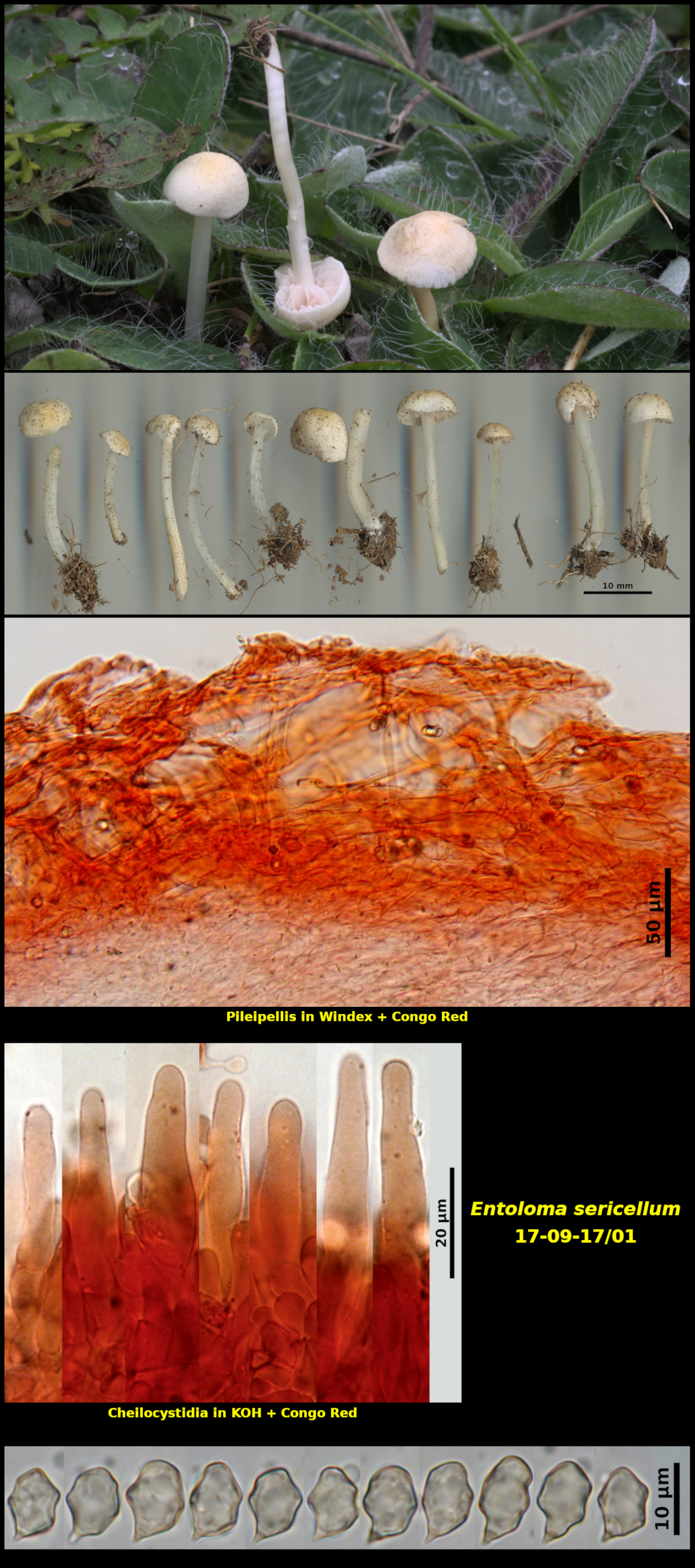 Picture of <i>Entoloma_sericellum</i> 17-09-17/01